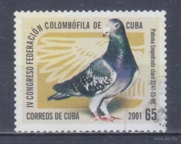 [2270] Куба 2001. Фауна.Птицы.Голубь. Гашеная марка. 1