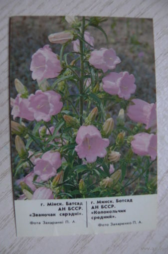 Календарик, 1988, Минск. Ботанический сад. Колокольчик средний.