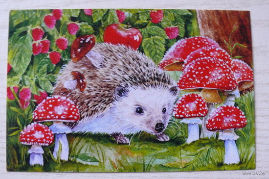 Современная открытка; Бессонова Олеся, Ёжик и мухоморы; чистая.