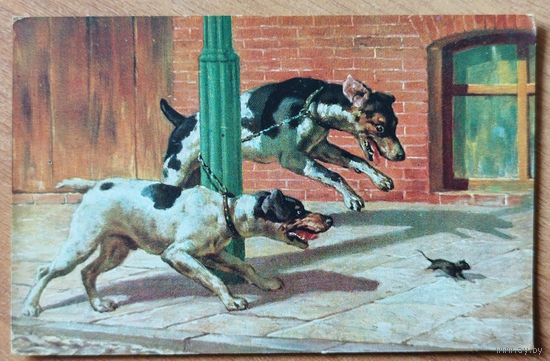 Собаки и крыса. ЧИСТАЯ. До 1920