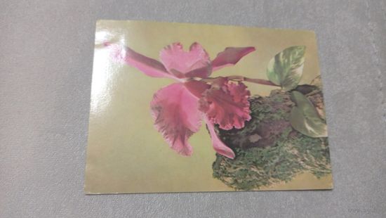 Цветы, 1961, издательство Минсвязи СССР. чистая, маркированная.