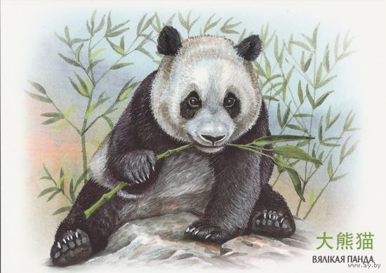 Беларусь 2024 Большая панда (худ. Митянин) (к5)