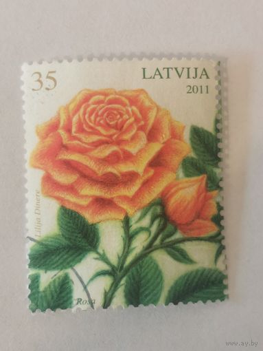 Цветы - Розы