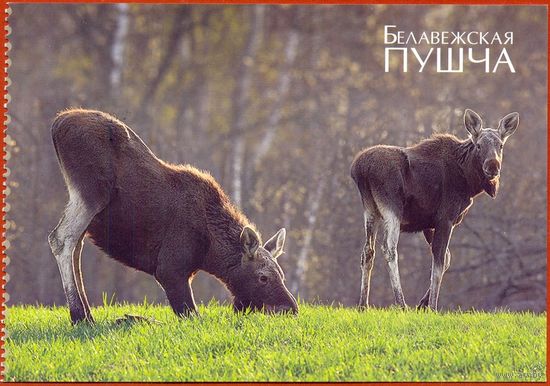 Беларусь 2009 Беловежская пуща фауна лоси из буклета /прошла почту /