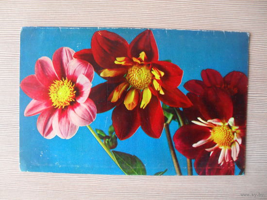 ДВОЙНАЯ ЧИСТАЯ ОТКРЫТКА.СССР. 1970 год. ГЕОРГИНЫ. фото. П. СМОЛЯКОВА.