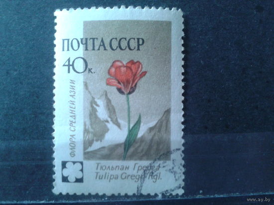 1960 Тюльпан Грейга с клеем без наклейки