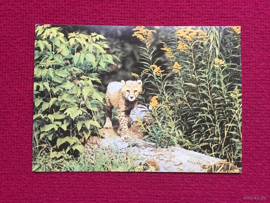 Гепард-котёнок. Назарова. 1989 г. Чистая.