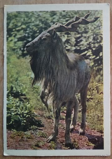 Игнатович Е. Винторогий козел. 1963 г. Чистая