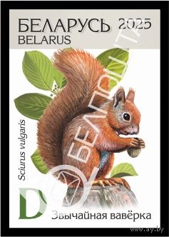 Беларусь 2025г 18-й стандартный выпуск. Звычайная вавёрка (самокл. )MNH