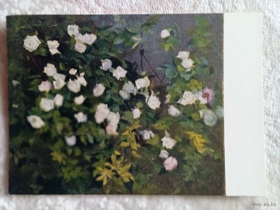 1957. Ханджян. Куст роз