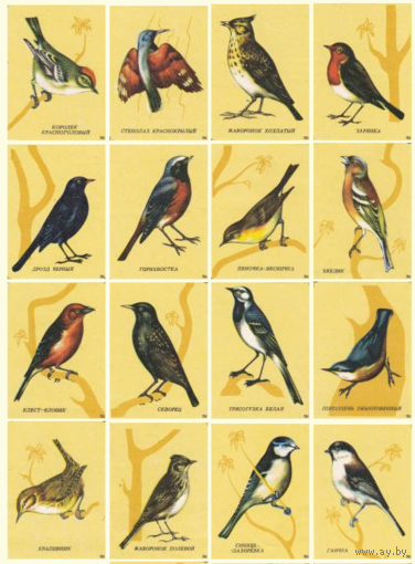 Спичечные этикетки. Сувенирный набор. Певчие птицы.