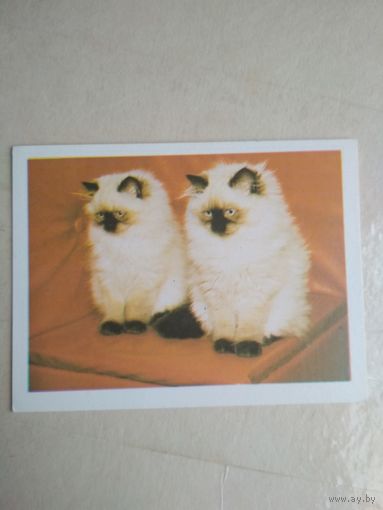 Карманный календарик. Кошки . 1996 год