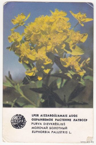 Календарик 1981 (146)