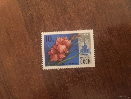 СССР 1978. Гладиолус Москвичка.