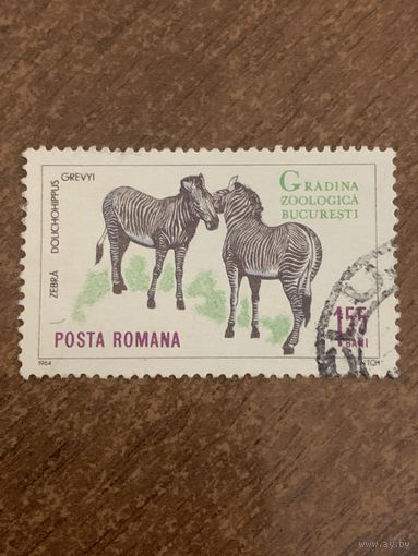 Румыния 1964. Зебры. Марка из серии