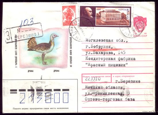 Дрофа Березино