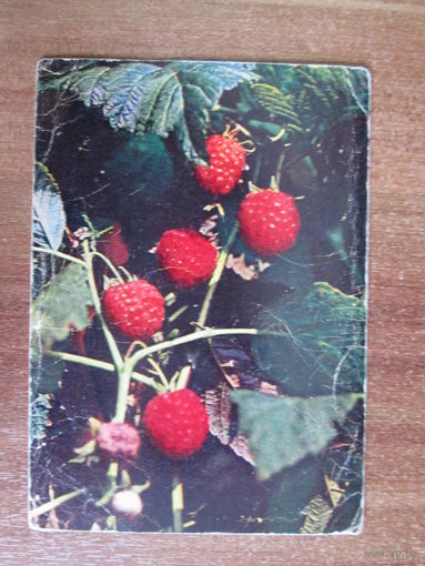 Почтовая карточка.1969г.