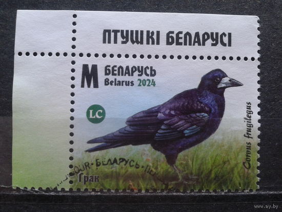 Беларусь, 2024. Грач