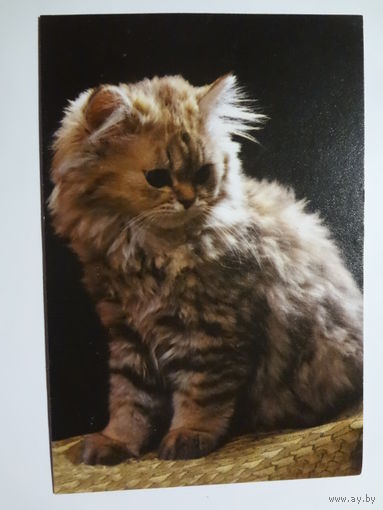 Календарик 2000 г. Белпочта. Международная ускоренная почта.