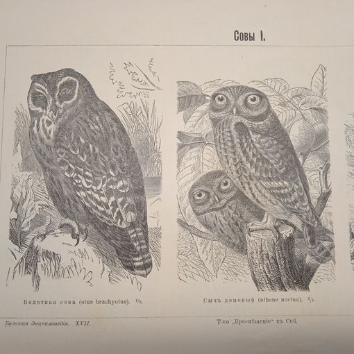 СОВЫ. 1. 2.  Энциклопедическая гравюра конец 19в. Спб. 24х16см.