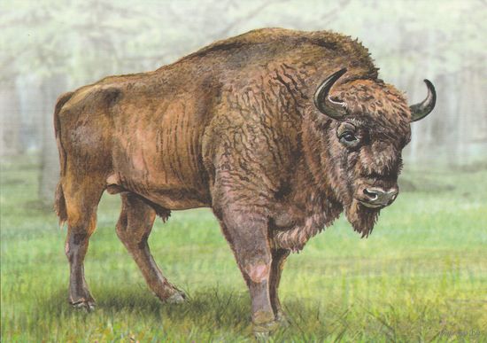 Беларусь 2024 Европейский зубр (худ. Митянин) (к5)