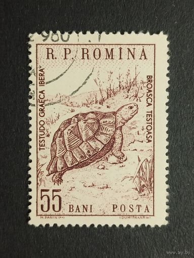 Румыния 1960. Черепаха