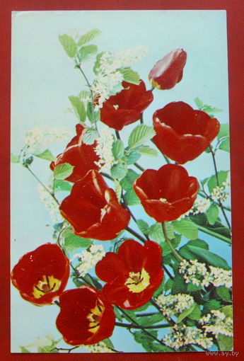 Композиция из цветов. Чистая. 1983 года. Костенко. #28.