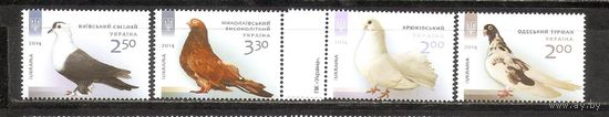 ФФ1 Украина 2014 Голуби