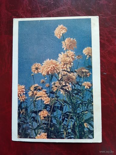 Золотые шары фото Л. Раскина 1961 год