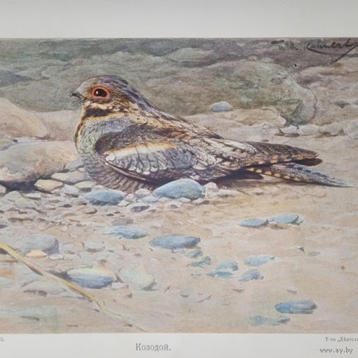 Козодой. Литография СПБ. Энциклопедическая гравюра конец 19века 25х17см. РАСПРОДАЖА КОЛЛЕКЦИИ.