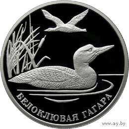 Красная книга: Белоклювая гагара