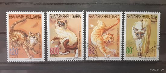 Болгария. 1998 год. Фауна. Кошки