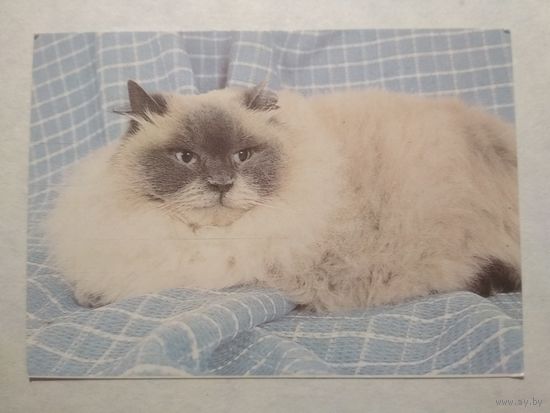 Карманный календарик. Котик.1993 год