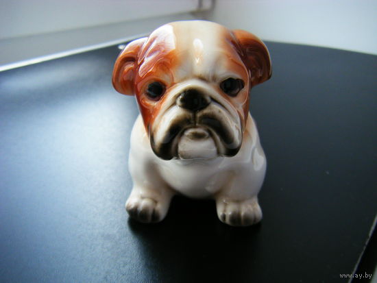 Щенок Английского Бульдога. Германия.