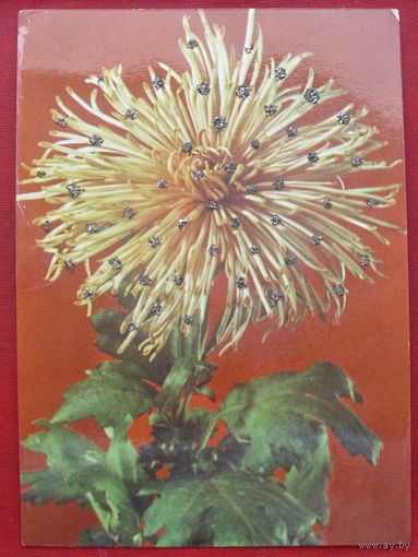 Цветы. Чистая. *175.
