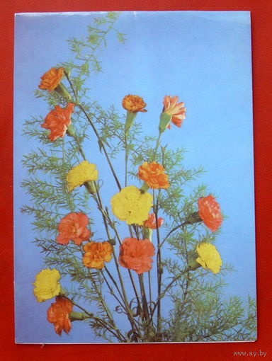 Композиция из гвоздик. Двойная. Чистая. 1988 года. Фото Шарова. 676.