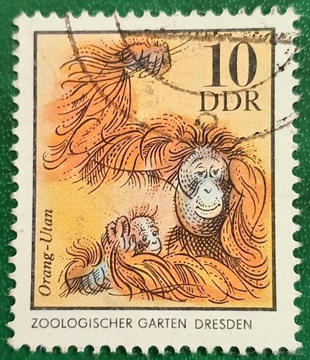 ГДР 1975. Калимантанский орангутан
