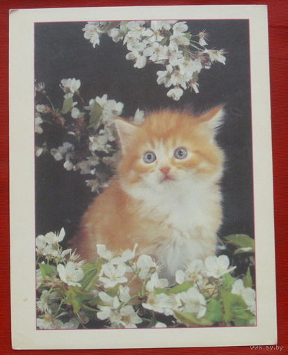 Котёнок. Чистая. МФЦП. 1101.