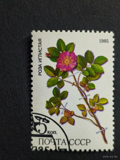 1985 СССР. Охраняемые лекарственные растения Сибири. Роза иглистая