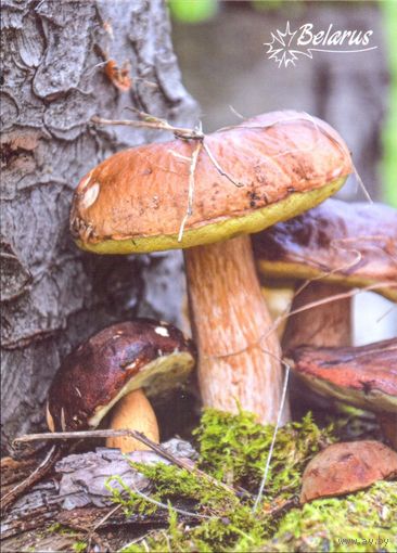 Беларусь 2023 открытка грибы