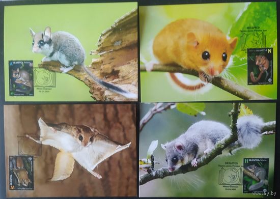 Беларусь 2021 КМ грызуны, тираж 25 экз. .
