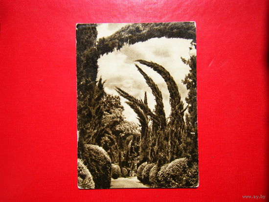 Сочи 1958г. В парке санатория (Правда).