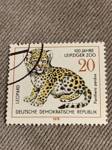 ГДР 1978. 100 лет Лейпцигскому зоопарку. Леопард. Марка из серии