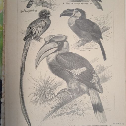 Лазящия птицы. 1. 2.  Энциклопедическая гравюра СПБ конец 19века 24х16см.