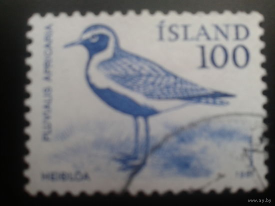 Исландия 1981 птица