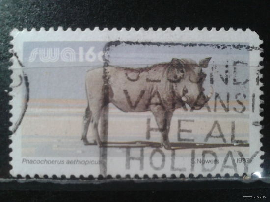 Южно-Западная Африка, 1987. Бородавочник