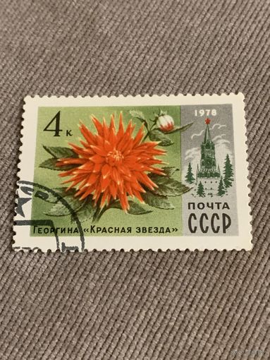 СССР 1978. Георгина красная звезда. Марка из серии