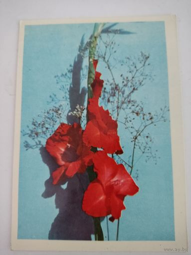 Чистая открытка "Гладиолусы" 1972г, фото Л.Папковича
