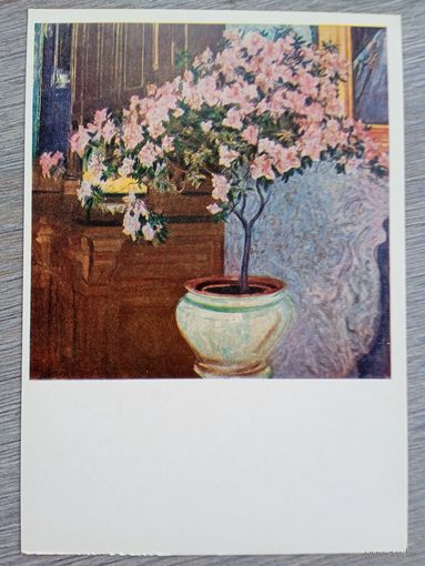 Новаковский. Алалия