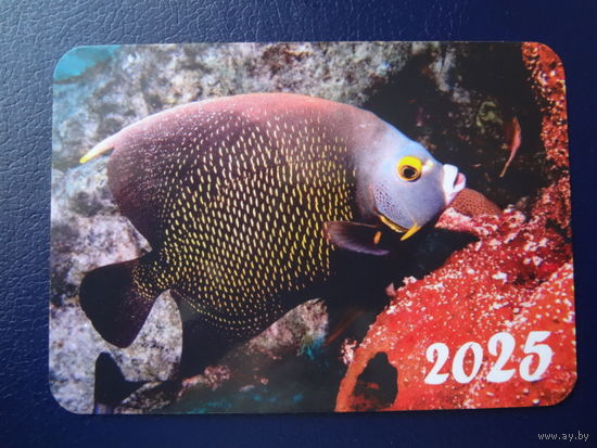 Календарик 2025 г.  Рыба.
